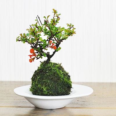 苔玉教室&かぞく葬相談会のイメージ