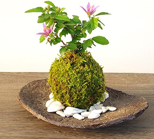カルチャー教室【苔玉教室】を開催♬のイメージ