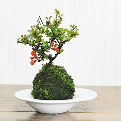 苔玉教室＆かぞく葬相談会